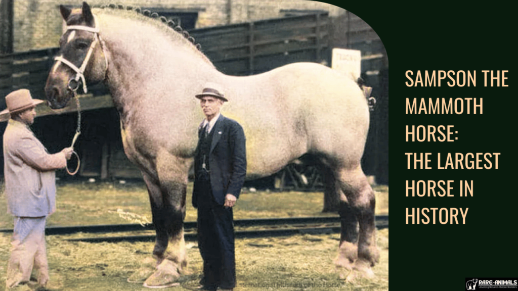 Sampson the Mammoth Horse The Largest Horse in History