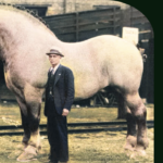 Sampson the Mammoth Horse The Largest Horse in History