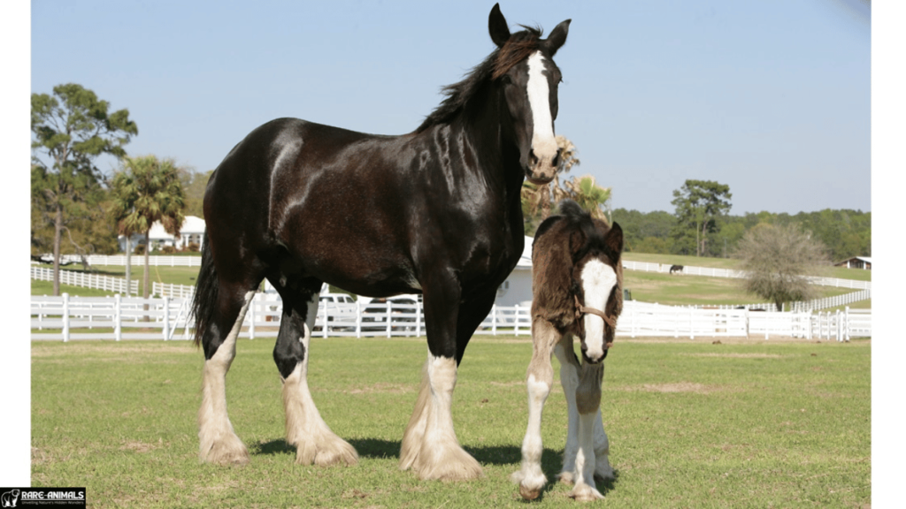 Shire Horse