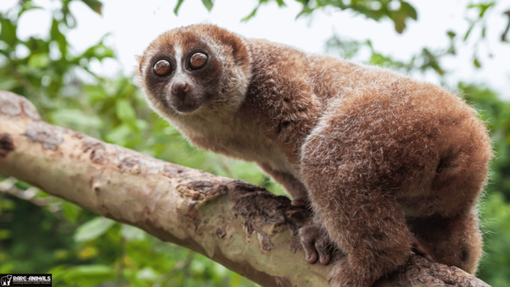 Slow Loris