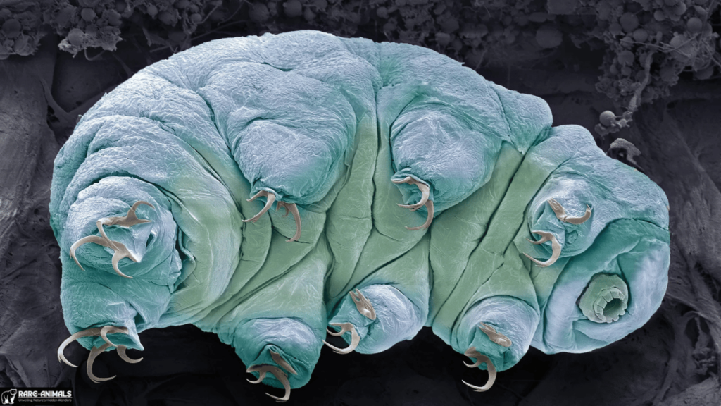 Tardigrades