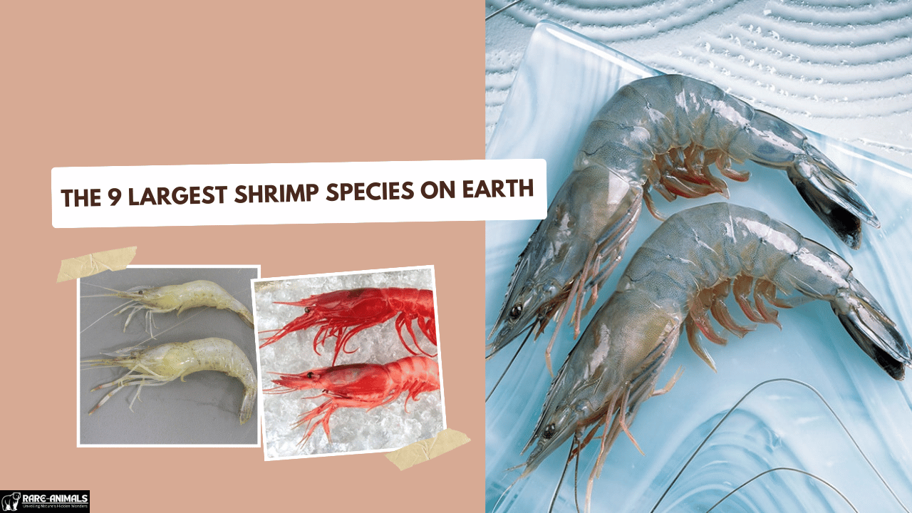 The 9 Largest Shrimp Species on Earth