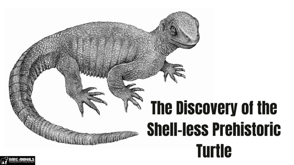 The Discovery of the Shell-less Prehistoric Turtle