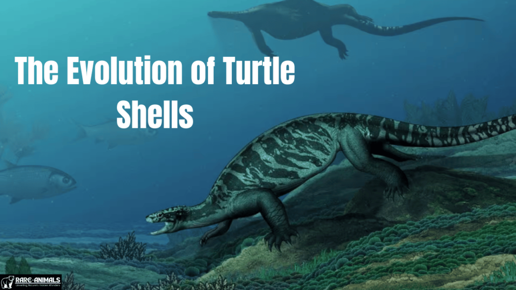 The Evolution of Turtle Shells