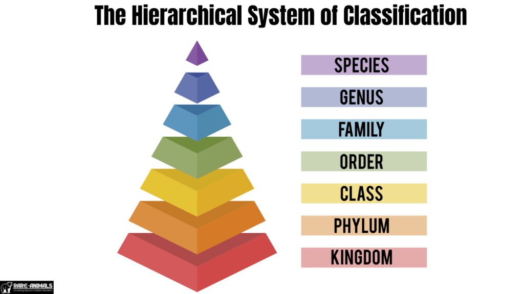 The Hierarchical System of Classification