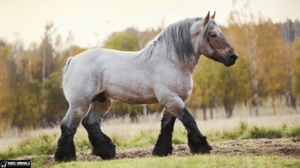 The Legacy of Sampson the Mammoth Horse