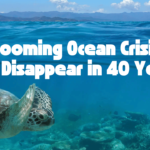 The Looming Ocean Crisis: Will Fish Disappear in 40 Years?