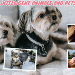 The Most Intelligent Animals and Pets on Earth