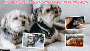 The Most Intelligent Animals and Pets on Earth