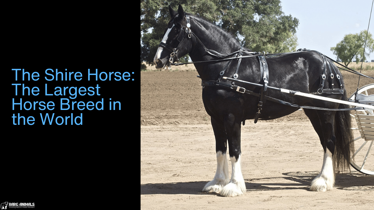 The Shire Horse The Largest Horse Breed in the World