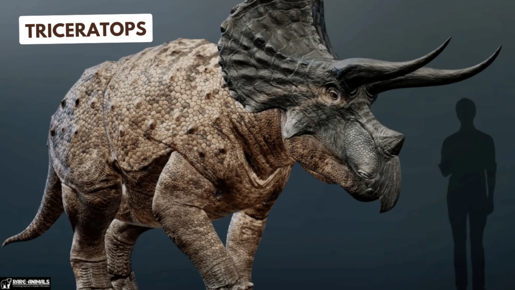 Triceratops