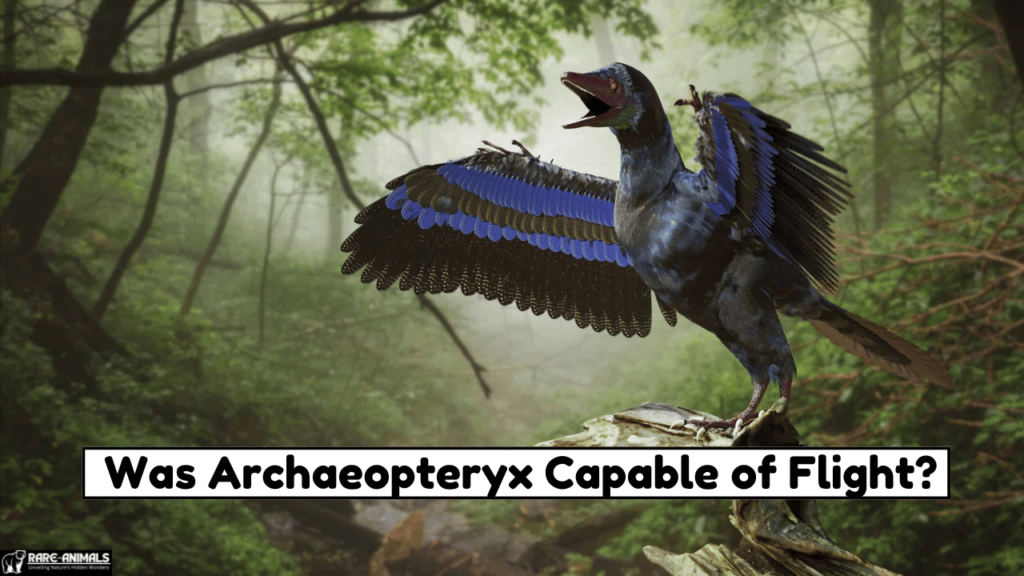 Was Archaeopteryx Capable of Flight