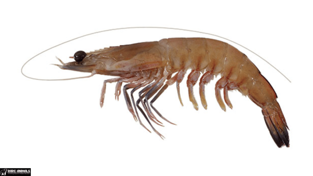  Western King Prawn (Melicertus latisulcatus)