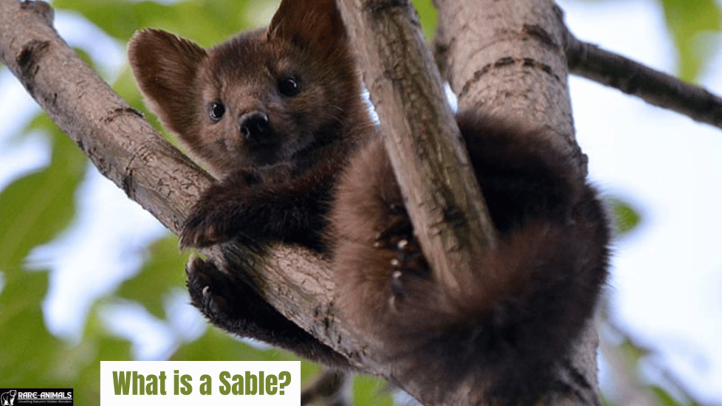 What is a Sable