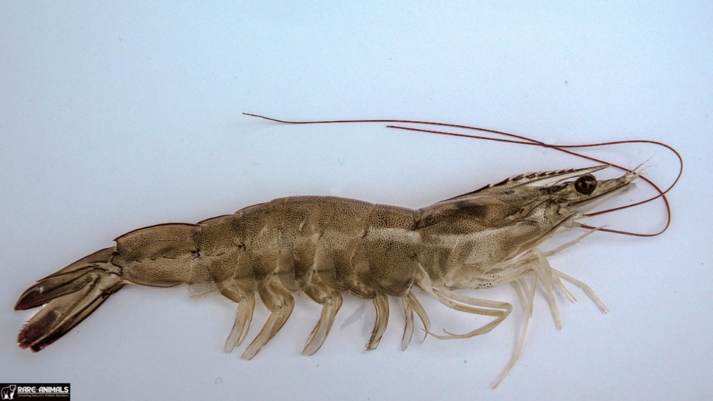 Whiteleg Shrimp (Litopenaeus vannamei)