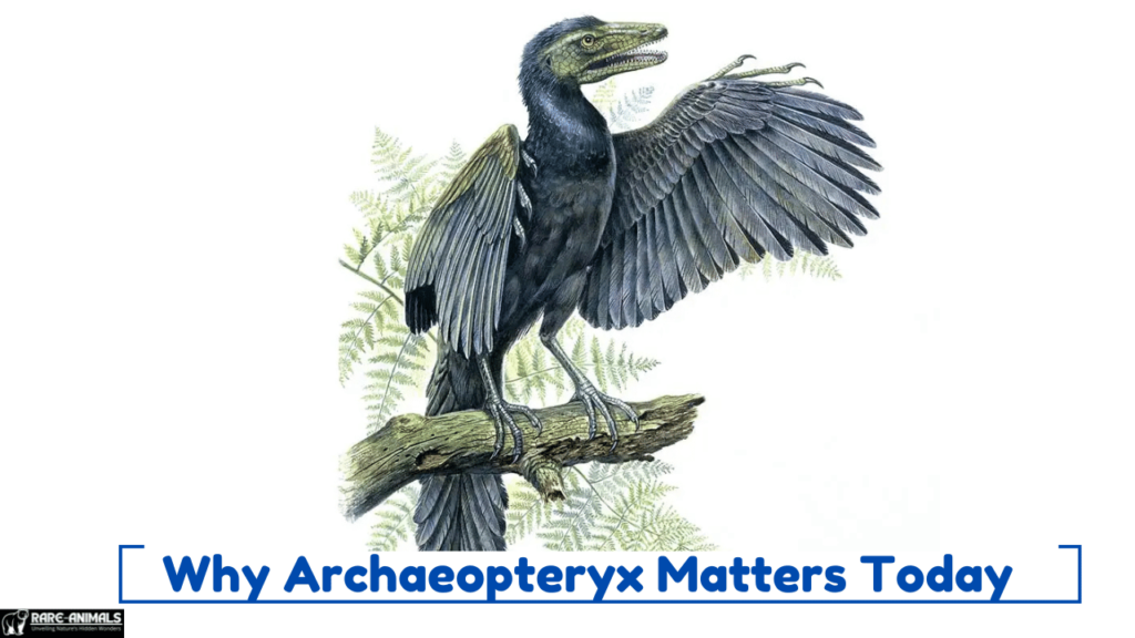 Why Archaeopteryx Matters Today