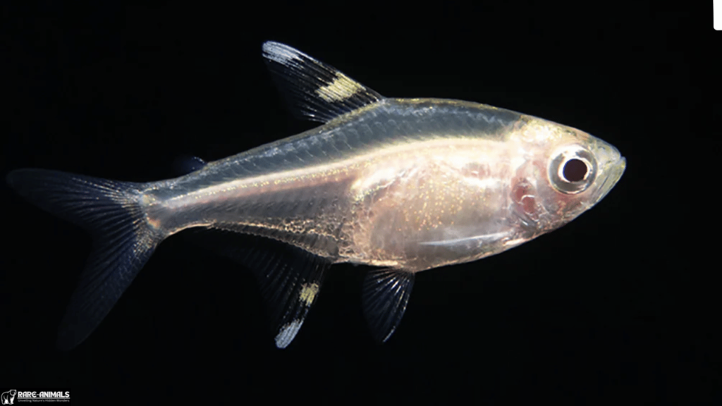 X-ray Tetra