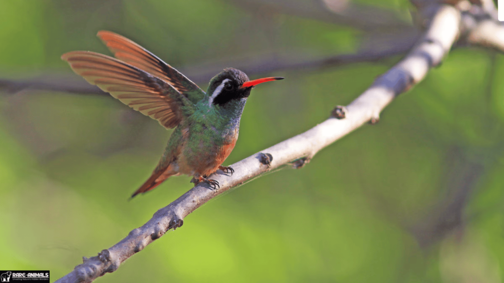  Xantus's Hummingbird