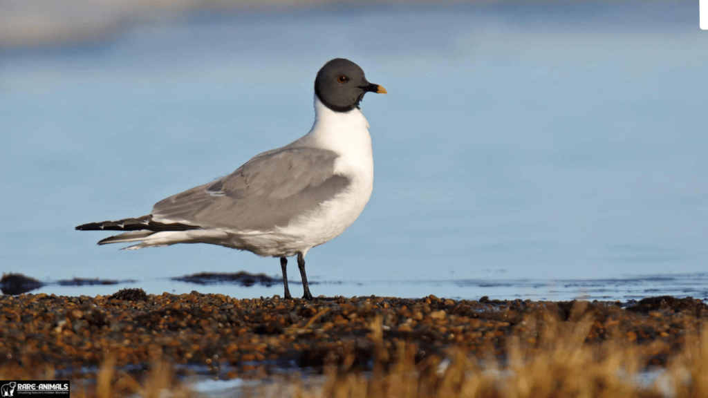 Xeme (Sabine’s Gull)