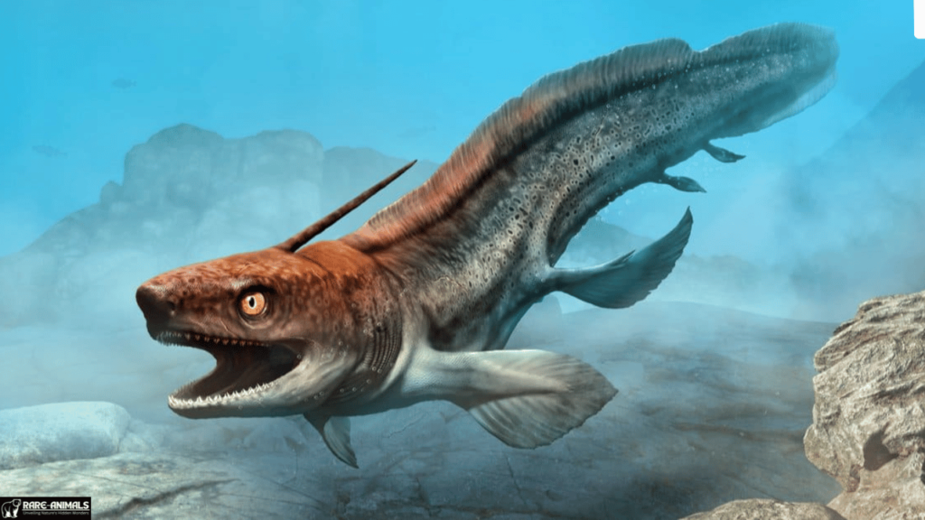 Xenacanthus (Extinct Prehistoric Shark)