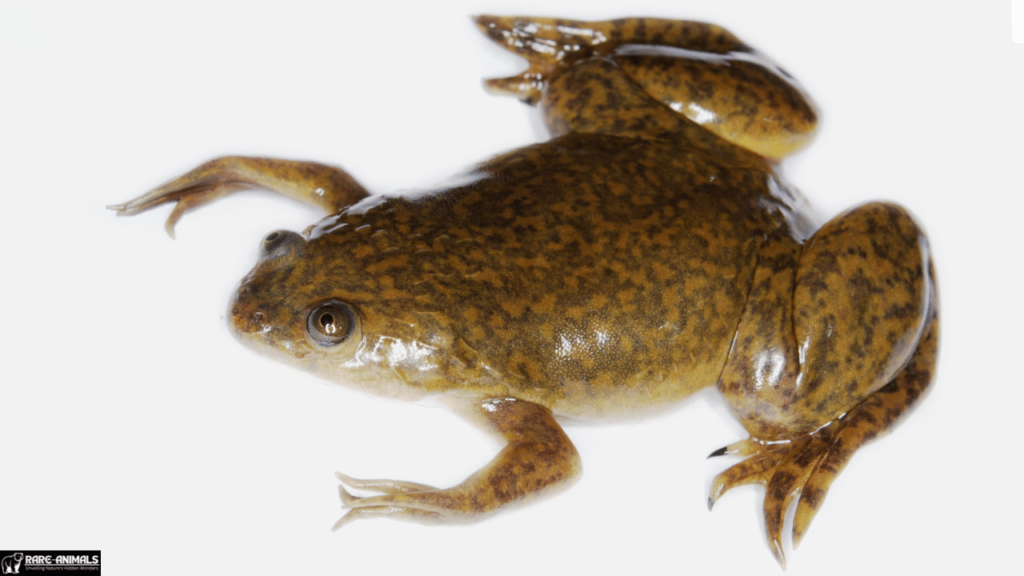  Xenopus (African Clawed Frog)