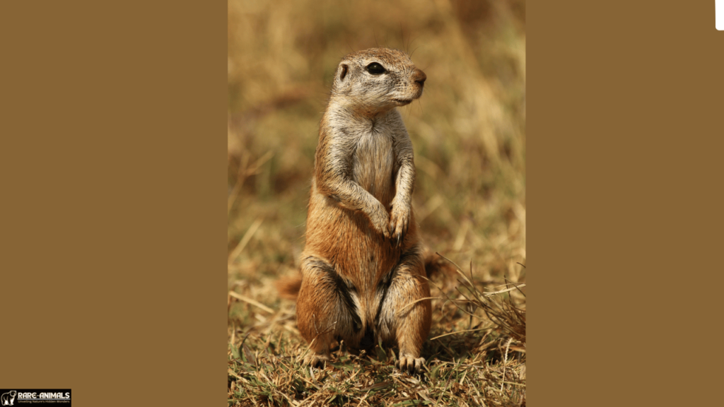 Xerus (African Ground Squirrel)