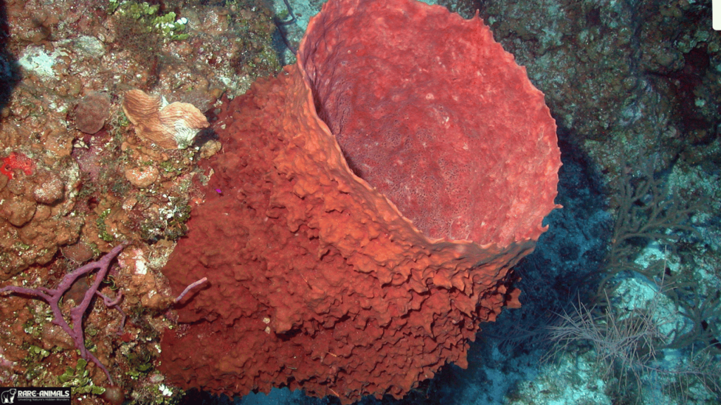 Xestospongia (Barrel Sponge)