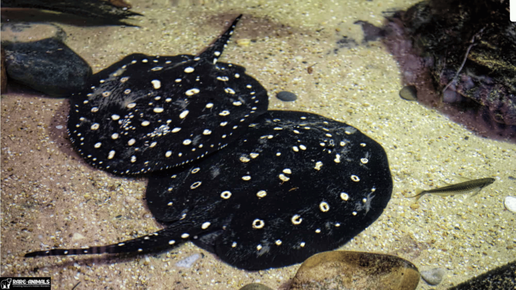 Xingu River Ray