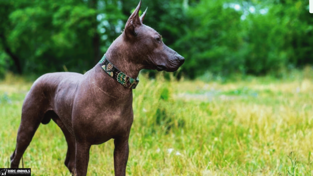 Xoloitzcuintli (Mexican Hairless Dog)